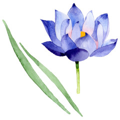 Blue lotus floral botanical flowers. Watercolor background illustration set. Isolated nelumbo illustration element. - obrazy, fototapety, plakaty