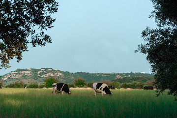 cows on pasture at sunset during summer