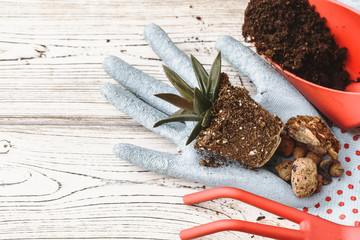 Florist concept. Replanting beautiful succulents on  wooden background