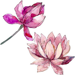 Lotus floral botanical flowers. background illustration set. Isolated nelumbo illustration element.