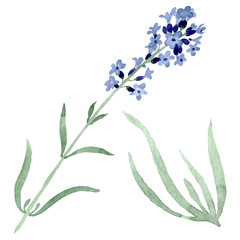 Violet lavender floral botanical flower. Watercolor background illustration set. Isolated lavender illustration element.