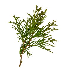 Branch of thuja tree, isolated. Foliage of Japanese Thuja tree, isolated on pure white background. Copy-space.