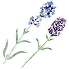 Naklejka premium Violet lavender floral botanical flower. Watercolor background illustration set. Isolated lavender illustration element.