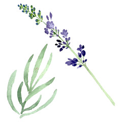 Violet lavender floral botanical flower. Watercolor background illustration set. Isolated lavender illustration element.