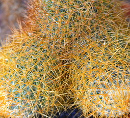 Beautiful closeup shut of cactus. Cactus  background.