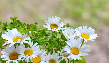 Fototapeta na wymiar Field of daisy flowers in sunny day. Summer flower close up.