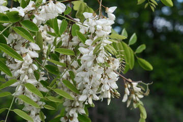 Abundant flowering acacia branch of Robinia pseudoacacia, false acacia, black locust close-up. Source of nectar for tender but fragrant honey. Locust tree blossom - Robinia pseudoacacia 