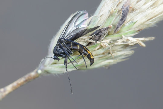 Dark-winged fungus gnat (Sciaridae) and cock's-foot orchard grass, Dactylis glomerata