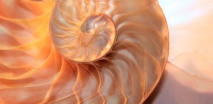 shell nautilus pearl Fibonacci sequence symmetry cross section spiral structure golden ratio background mollusk (nautilus pompilius) copy space half split stock, footage folm clip video 