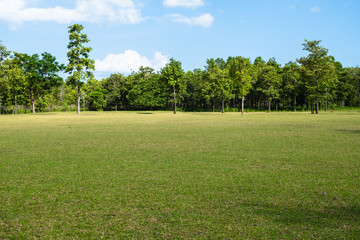 Park with green grass field , Beautiful park scene background