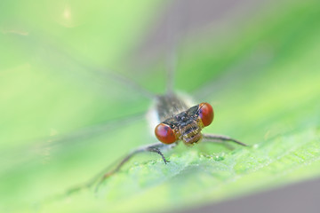 Erythromma najas, known as the red-eyed damselfly