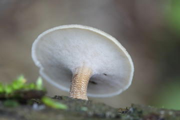 Polyporus ciliatus, known as Fringed Polypore