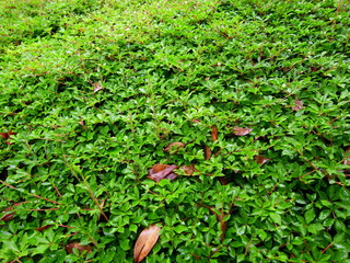 雨の日の公園のドウダンツツジ