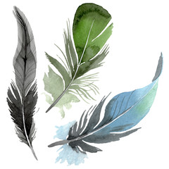 Bird feather from wing isolated. Watercolor background illustration set. Isolated feathers illustration element.