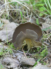 Helvella solitaire, known as the elfin saddle, growing wild in Finland