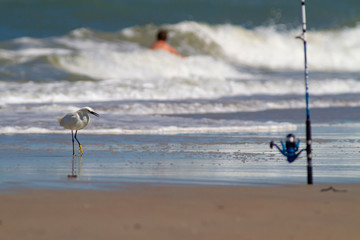 Florida Snowy Egret 