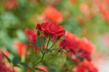 Flowers in garden. Close up.