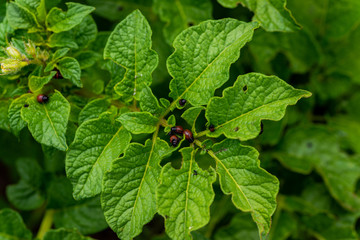 The larvae of Colorado beetle devours the potato tops