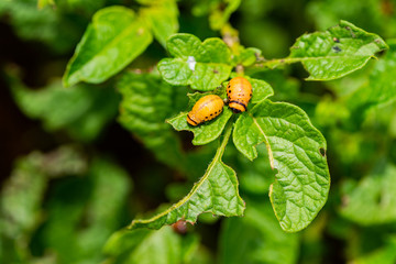 The larvae of Colorado beetle devours the potato tops