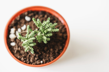 various cactus and succulent plants in  pots