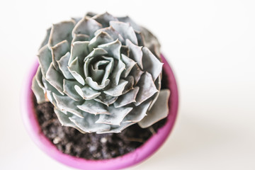 Succulents. Potted small house plants, home interior