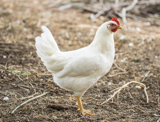 Chicken broilers. Poultry farm. White chicken walkinng in a farm garden. - obrazy, fototapety, plakaty