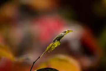Green leaf of a tree on a blurred bright background on a sunny day.