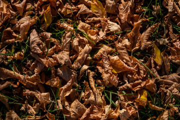 Fallen dry autumn foliage of trees on a sunny day in the forest.