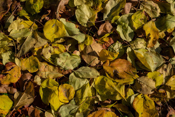 Fallen dry autumn foliage of trees on a sunny day in the forest.
