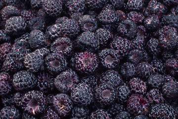 Cumberland hybrid raspberry and blackberry background