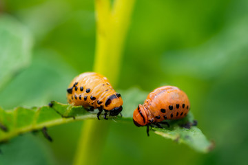 The larvae of Colorado beetle devours the potato tops