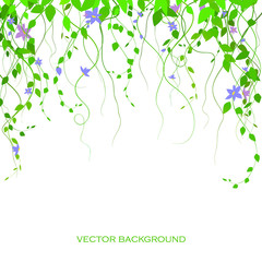 background with green branches and dlue flowers, lianas, vector branches. The curtain is lian.