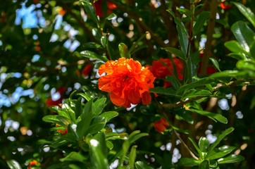 Obraz premium red flower in garden