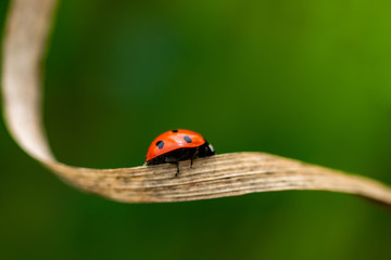 Ladybug on the grass macro