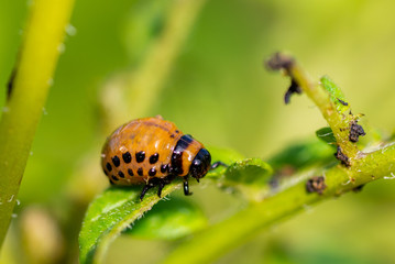 The larvae of Colorado beetle devours the potato tops