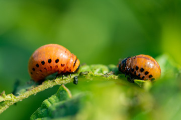 The larvae of Colorado beetle devours the potato tops