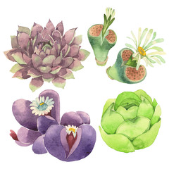 Succulent floral botanical flower. Watercolor background illustration set. Isolated cacti illustration element.