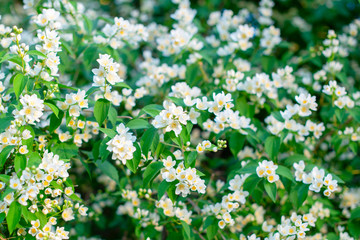 close up of jasmine flowers in a garden