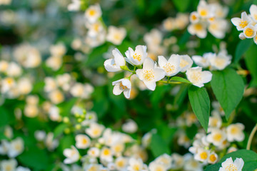 close up of jasmine flowers in a garden