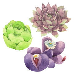Succulent floral botanical flower. Watercolor background illustration set. Isolated cacti illustration element.