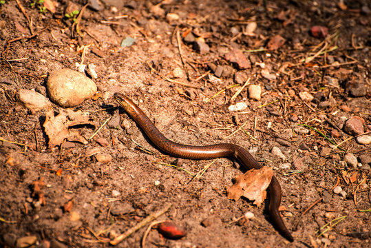 European blindworm on a way