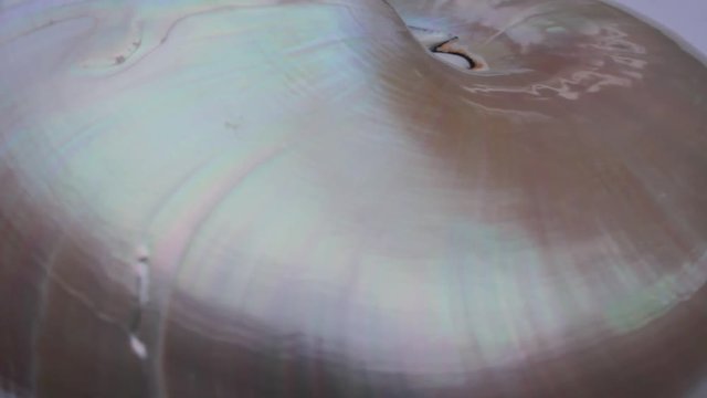 shell nautilus pearl Fibonacci sequence symmetry cross section spiral structure golden ratio background mollusk (nautilus pompilius) copy space half split stock, footage folm clip video 