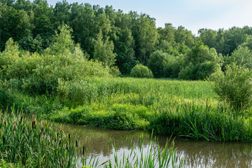 Picturesque summer landscape of greennature with forest, river Bitza and thickets of cattail in the foreground. Characteristic beauty of natural Russian landscape of Moscow region