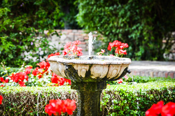 water source close up - parks, outdoor, wild animals, doves