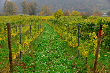 Naklejka premium High ange view of the path of the grape yields Durnstein;Vienna;Austria