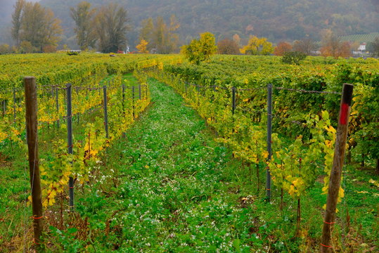 High ange view of the path of the grape yields Durnstein;Vienna;Austria