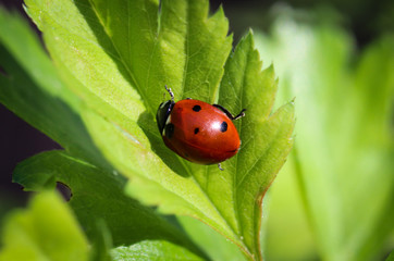 Fototapeta premium Macro eines Marienkäfer