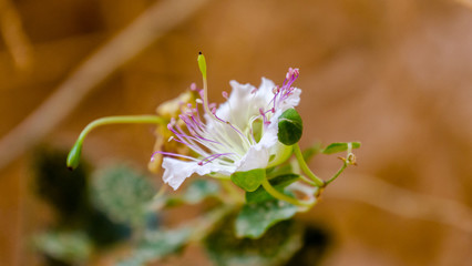 Capparis Bloom