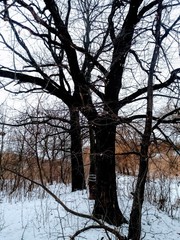 Poltava.Ukraine.Pushkarivka.Winter.