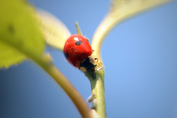 ladybug on green leaf